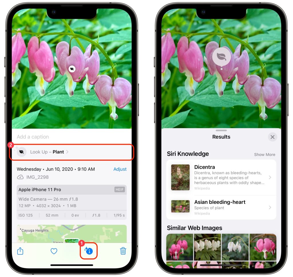 Use Visual Look Up in Photos in iOS 15 to Identify Plants, Pets, and More